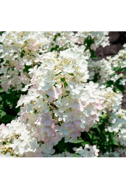 Гортензія волотиста Тач оф Пінк